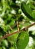 Spotted crane fly female Copyright: Sue Grayston