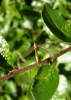 Spotted crane fly female