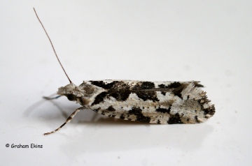 Ypsolopha sequella 4 Copyright: Graham Ekins