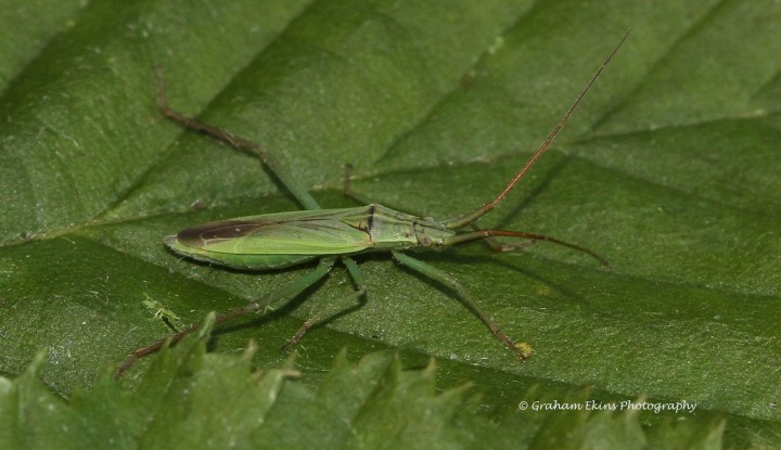 Notostira elongata Copyright: Graham Ekins