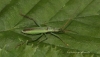 Notostira elongata Copyright: Graham Ekins