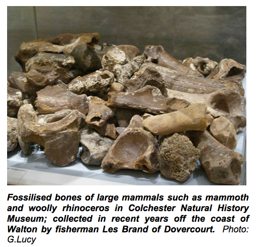 Ice Age fossil mammal bones Copyright: Gerald Lucy