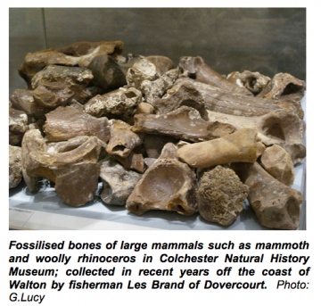 Ice Age fossil mammal bones Copyright: Gerald Lucy