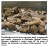 Ice Age fossil mammal bones