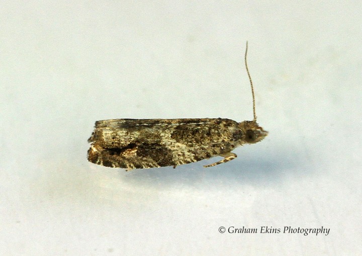 Epinotia signatana  2 Copyright: Graham Ekins