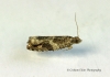 Epinotia signatana  2 Copyright: Graham Ekins