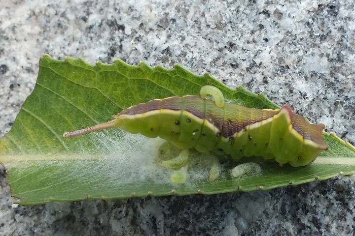 Puss Moth Caterpillar Copyright: Peter Pearson