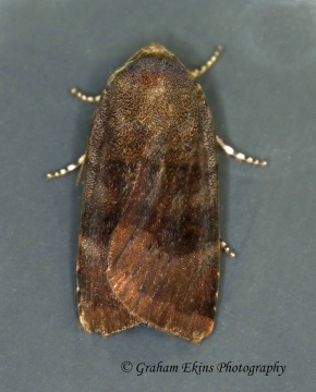 Langmaid's Yellow Underwing   Noctua janthina Copyright: Graham Ekins