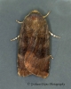 Langmaid's Yellow Underwing   Noctua janthina