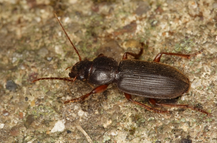 Scybalicus oblongiusculus Copyright: Peter Harvey