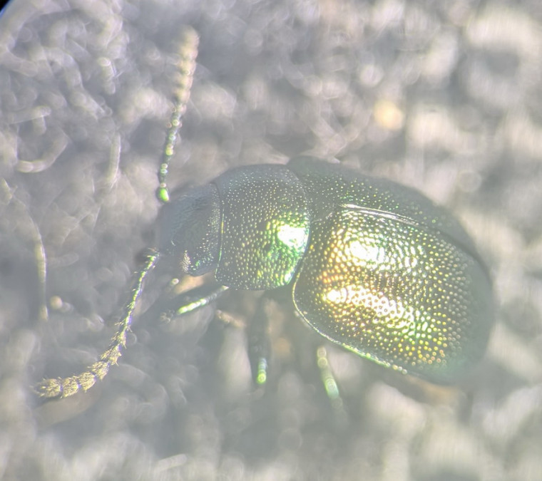 G viridula Copyright: Robert Smith