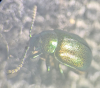 G viridula