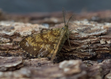 Common Heath  Ematurga atomaria Copyright: Graham Ekins