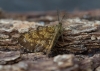 Common Heath  Ematurga atomaria Copyright: Graham Ekins