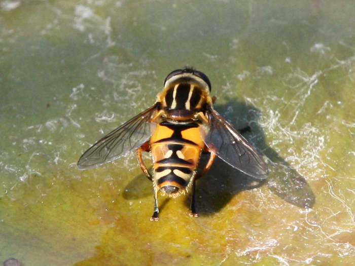 Helophilus pendulus on water lily leaf - viewed from behind Copyright: Colin Humphrey