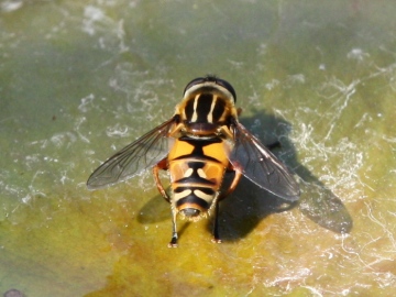 Helophilus pendulus on water lily leaf - viewed from behind Copyright: Colin Humphrey