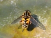 Helophilus pendulus on water lily leaf - viewed from behind Copyright: Colin Humphrey