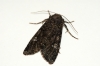 Cabbage Moth 2