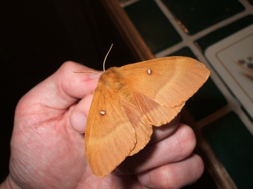 Oak Eggar female 2 Copyright: Ben Sale