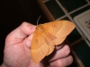 Oak Eggar female 2