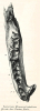 Rhinoceros leptorhinus  jaw Pleistocene Clacton 1845 image 