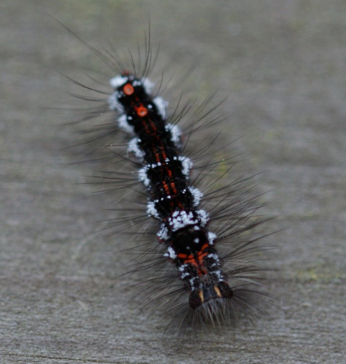 early instar Copyright: Robert Smith