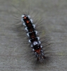 early instar