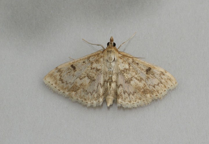 Anania perlucidalis Copyright: Graham Ekins