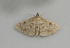 Anania perlucidalis 