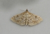 Anania perlucidalis Copyright: Graham Ekins