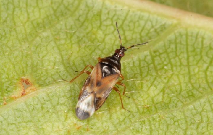 Anthocoris nemoralis (teneral) Copyright: Peter Harvey