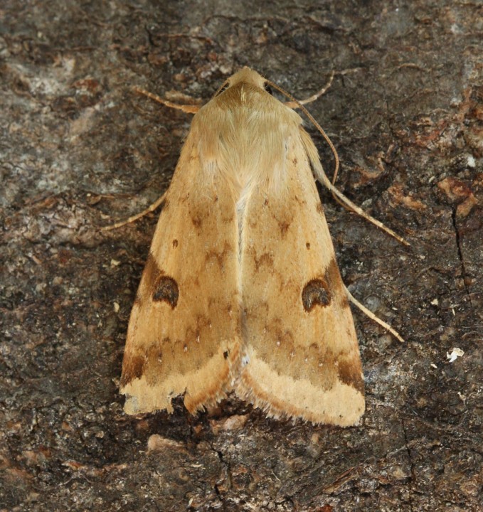 Bordered Straw  Heliothis peltigera  4 Copyright: Graham Ekins