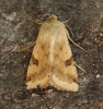 Bordered Straw  Heliothis peltigera  4 Copyright: Graham Ekins