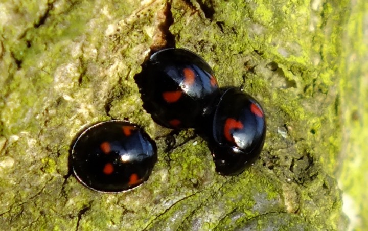 Pine Ladybirds Copyright: Peter Pearson