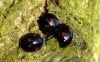 Pine Ladybirds Copyright: Peter Pearson