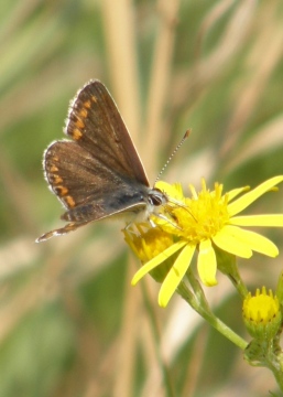 Brown argus butterfly Copyright: Sue Grayston