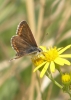 Brown argus butterfly 