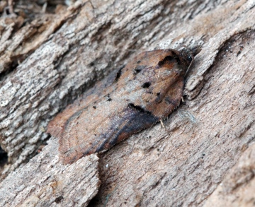 Acleris hastiana 3 Copyright: Ben Sale