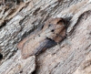 Acleris hastiana 3