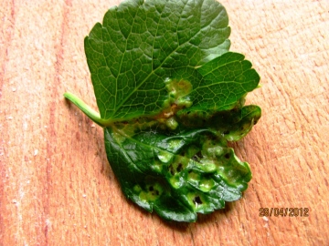 Plant Gall on Alexanders Copyright: Graham Smith