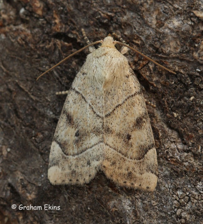 Cosmia trapezina Dun-bar Copyright: Graham Ekins