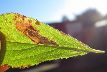 Ectoedemeia spinosella. Copyright: Stephen Rolls