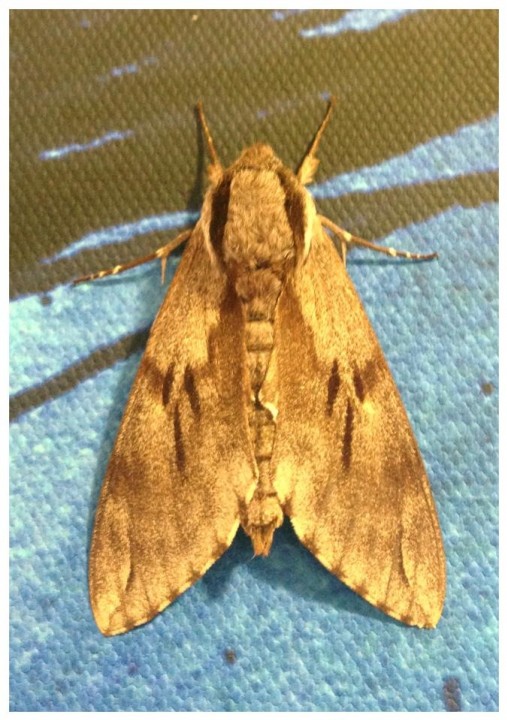 Pine Hawk Moth Copyright: Tara McGeary