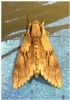 Pine Hawk Moth 