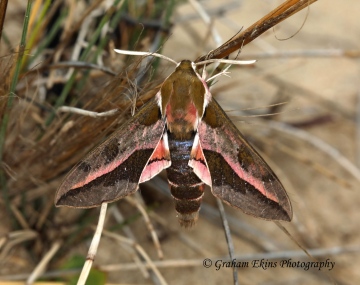Spurge Hawk-moth  Hyles euphorbiae Copyright: Graham Ekins