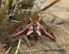 Spurge Hawk-moth  Hyles euphorbiae 