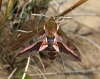 Spurge Hawk-moth  Hyles euphorbiae 
