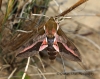 Spurge Hawk-moth  Hyles euphorbiae Copyright: Graham Ekins