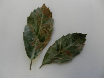 Ectoedemia heringella leaf mines Copyright: Roger Payne