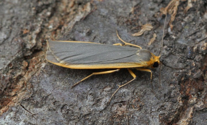 Common Footman  Eilema lurideola Copyright: Graham Ekins